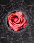 Bed of Roses Blush